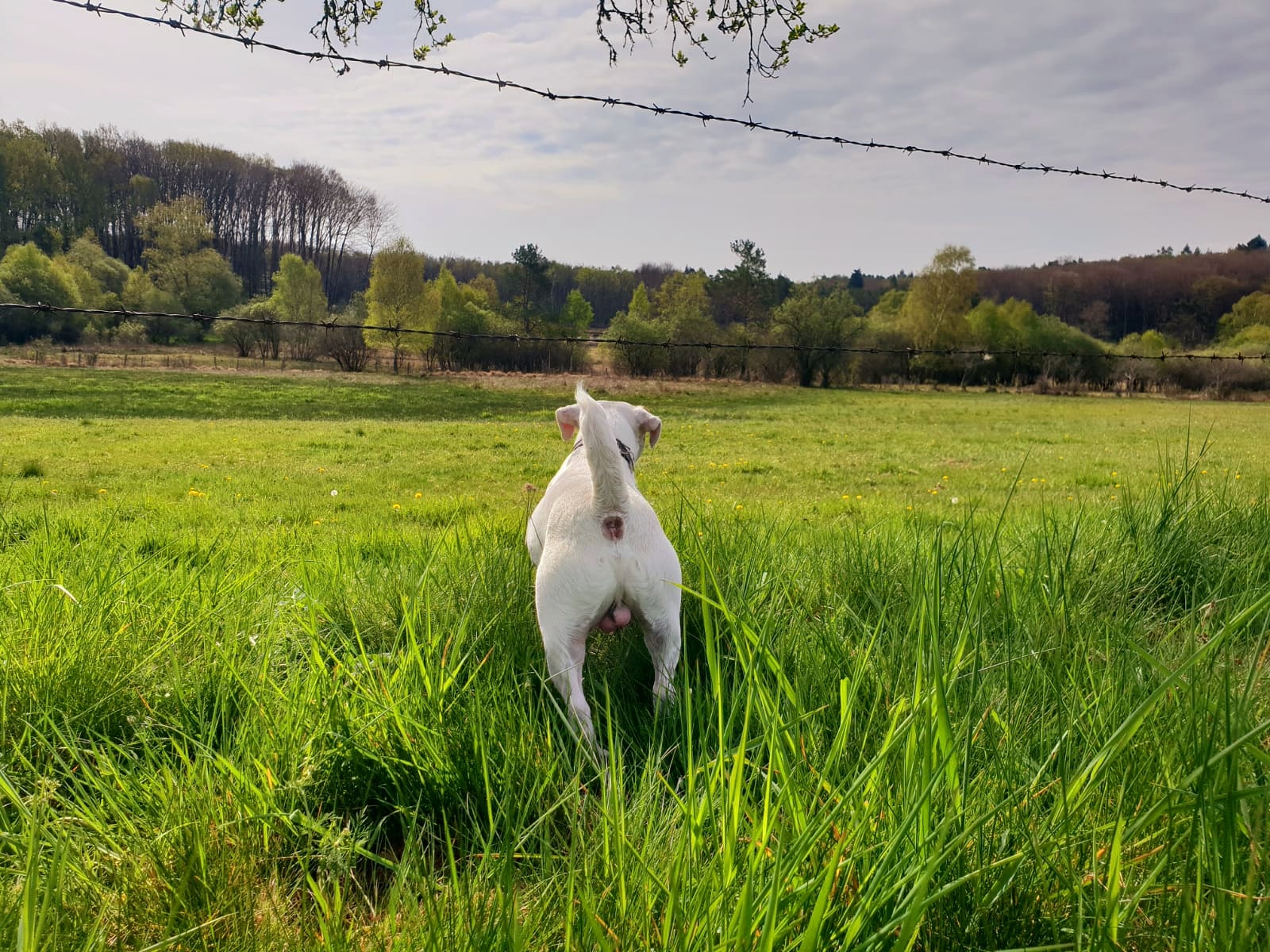 Que faire pour limiter le risque de fugue des chiens ?