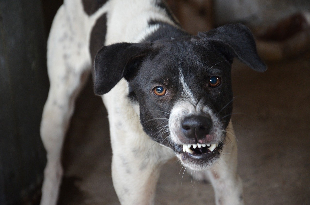 Les ressentis des chiens