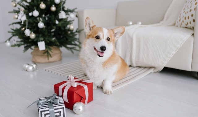 10 idées de cadeaux de Noël pour chien