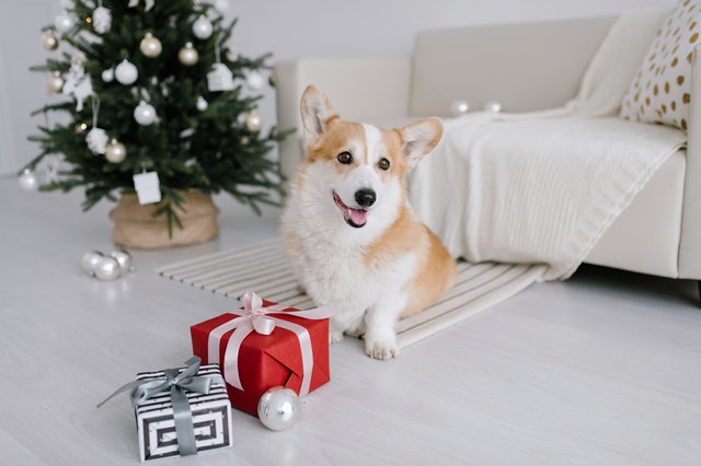 cadeaux de noël pour chien