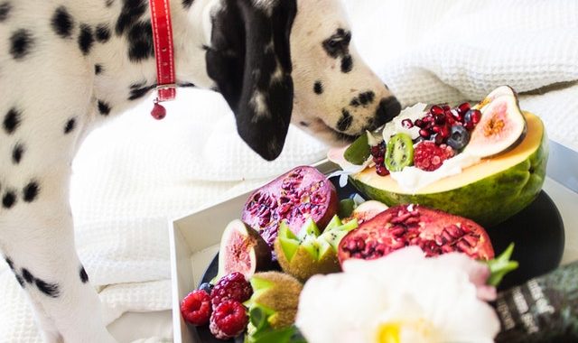 5 Aliments dangereux et toxiques pour les chiens