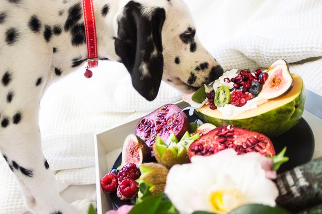 5 Aliments dangereux et toxiques pour les chiens