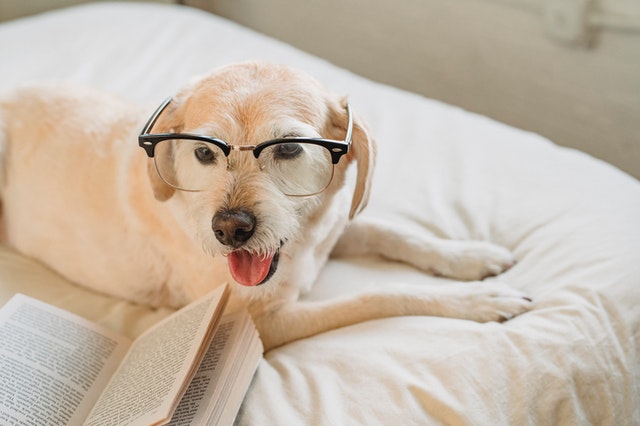 Education canine et comportementaliste