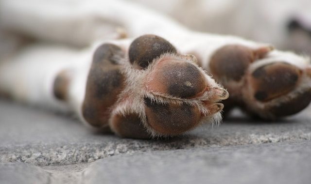 Protéger les coussinets du chien de la neige en hiver