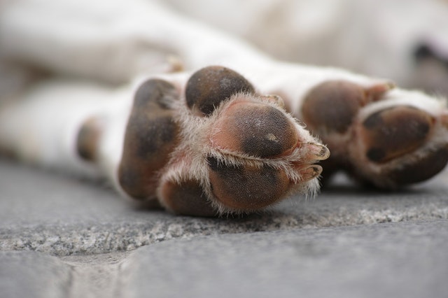 proteger les coussinets du chien de la neige