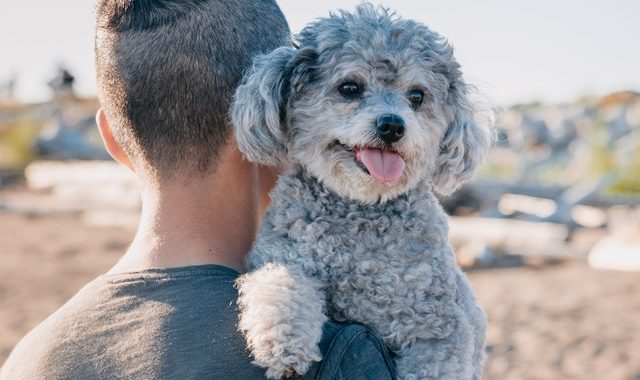 Protéger son chien contre les vols et le trafic de chien