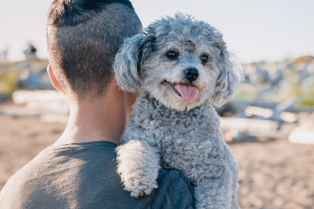 Protéger son chien contre les vols et le trafic de chien obélix la malice