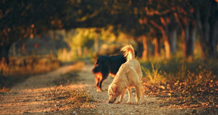 Vers du chien et Vermifuge : Causes, fonctionnement, fréquence