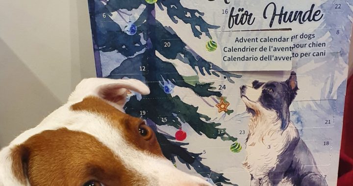 Décembre & le Calendrier de l’Avent pour chien