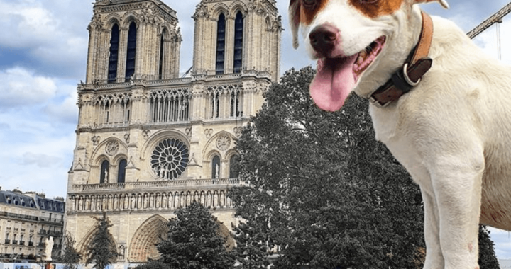 Focus sur la transpiration du chien