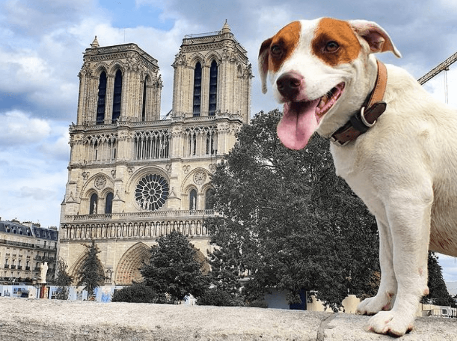 la transpiration et le chien obélix la malice