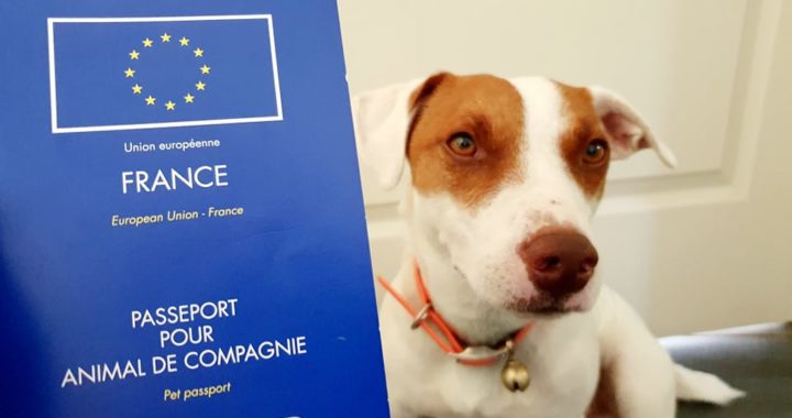 Zoom sur le passeport pour chien : césame des voyages de nos poilus !