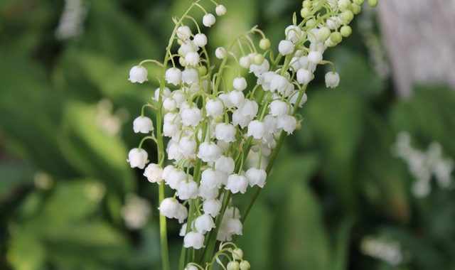 Le Muguet : un danger pour le chien