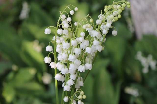 le muguet, un danger pour les chien