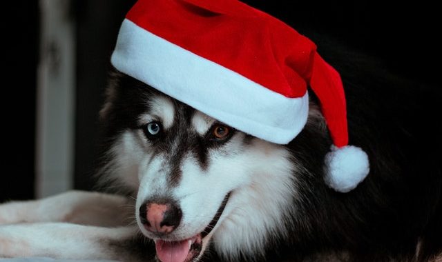 Recette de biscuits de Noël pour chiens